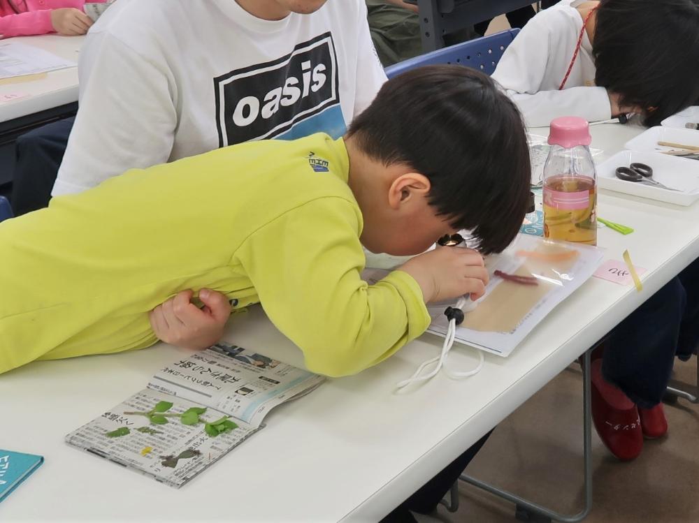 顕微鏡で観察