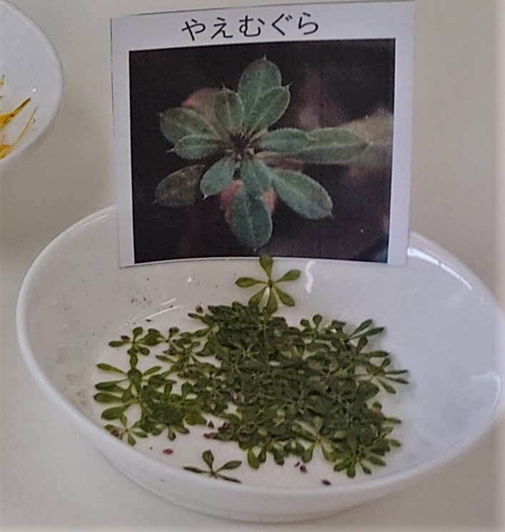 ヤエムグラ1