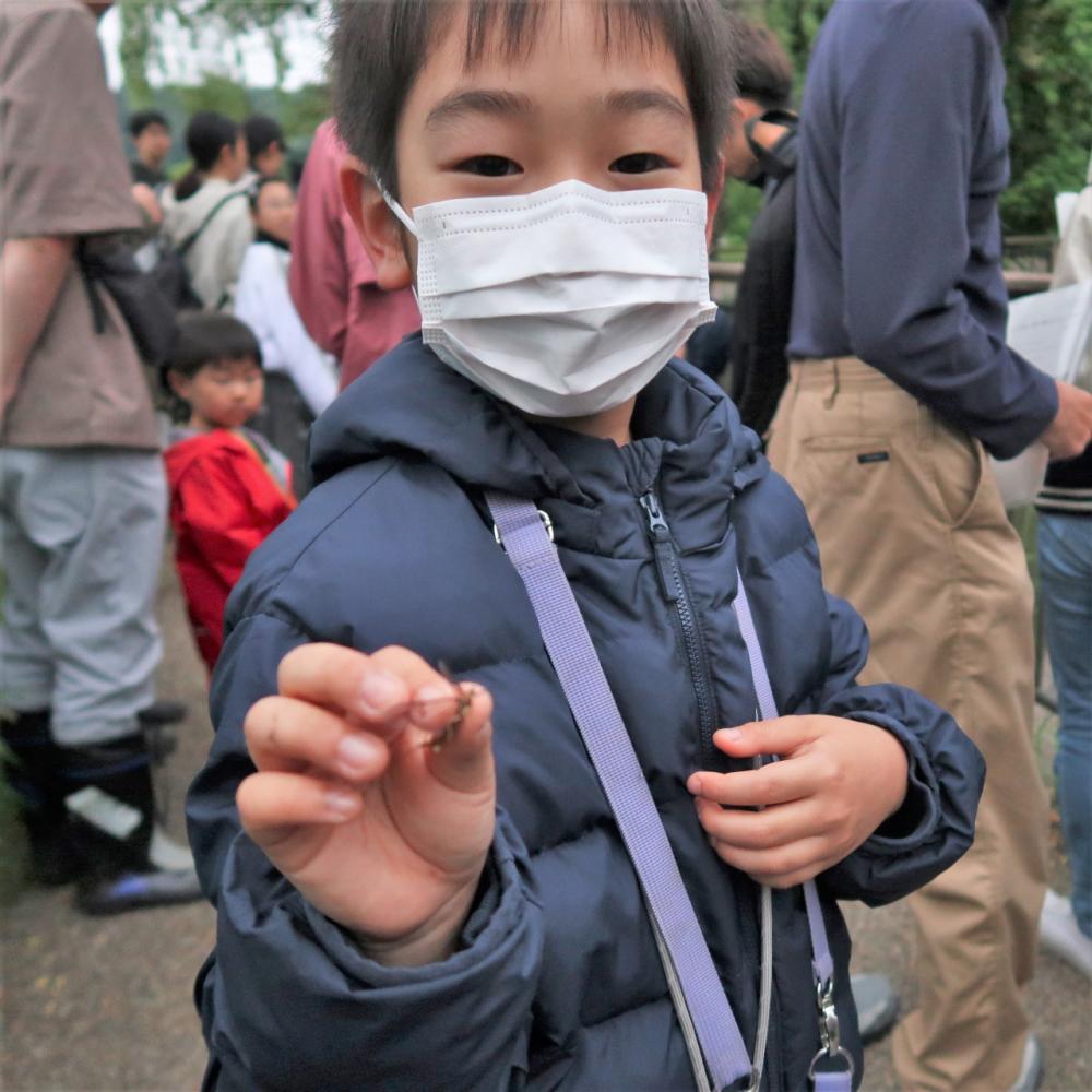 手で採れるほどたくさんいたカゲロウ